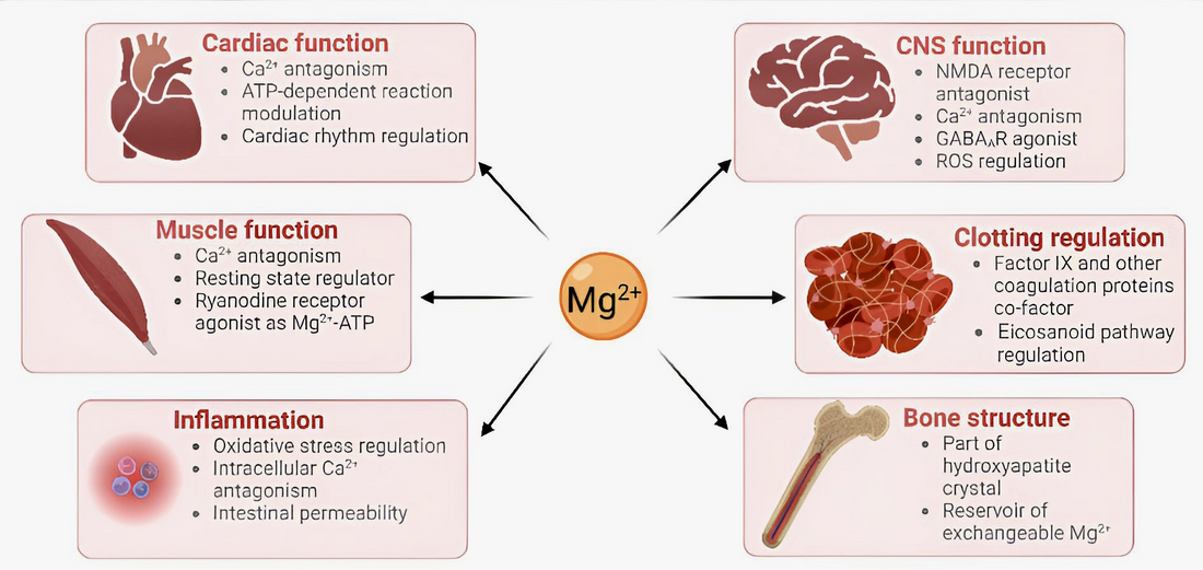Magnesium Deficiency - A public health crisis